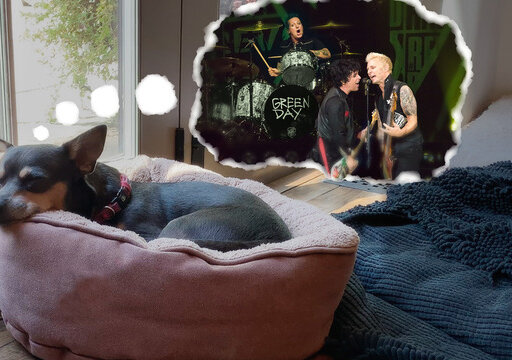 News-Titelbild - Das Gefällt nicht nur Hund Lenny: Green Day covern Blondies Klassiker "Dreaming"