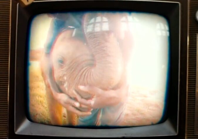 News-Titelbild - Seht das Musikvideo zu "Mr. Tembo", Damon Albarns Song über einen Elefanten in Afrika