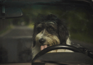 News-Titelbild - Achtung, Hund am Steuer: Im Video zu "Don’t Say Goodbye" sind die Rollen gehörig vertauscht