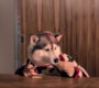 News-Titelbild - "Zurück in die Zukunft" trifft auf Hundeliebe: Seht Don Diablos Video zu "Take Her Place"